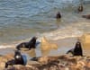 A sea lion on the beach faces a rock that looks a lot like a sea lion in profile. In the foreground, many sea lions lie sleeping. A few others are in the water in the background.